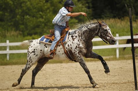 The Beautiful Appaloosa Horses American Horse Breed