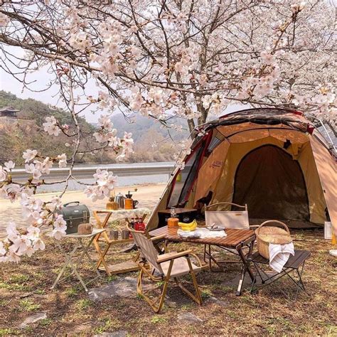 Camping At Sakura Trees In Japan 🤍 Alo Japan