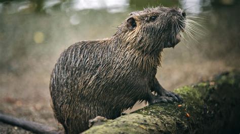 7 Facts About Nutria, the Invasive Rodents Taking Over Louisiana ...