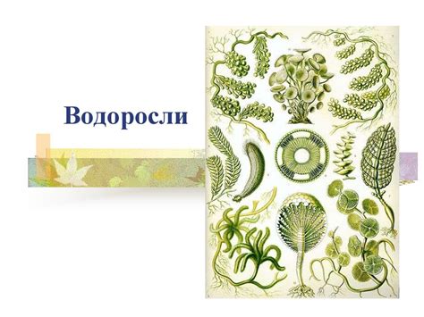 Характеристика водорослей - online presentation