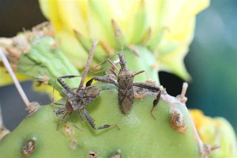 How To Get Rid Of Cactus Bugs Mitcityfarm