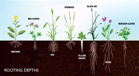 Cover Crops Agrovista