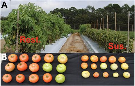 Frontiers Tomato Yellow Leaf Curl Virus Resistant And Susceptible