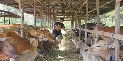 Penjualan Hewan Kurban Mulai Meningkat Riau Pos