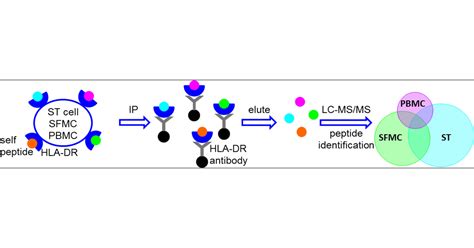 Immunogenic Hla Dr Presented Self Peptides Identified Directly From