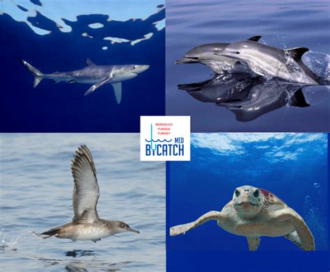 The Med Bycatch Project - "A collaborative approach for understanding ...