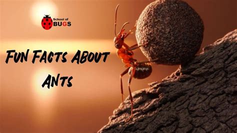 Fun Facts About Ants School Of Bugs