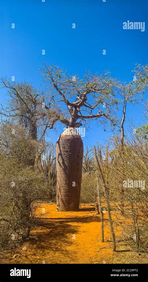 Landscape With Adansonia Rubrostipa Aka Fony Baobab Tree In Reniala