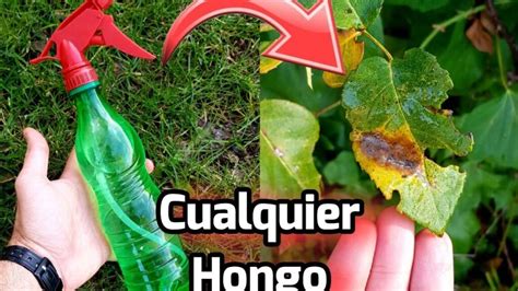 Descubre Efectivo Método Para Eliminar Hongo Blanco En Plantas