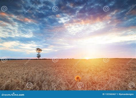 Summer Sunset with Spectacular Sky Over a Wheat Field Stock Image ...