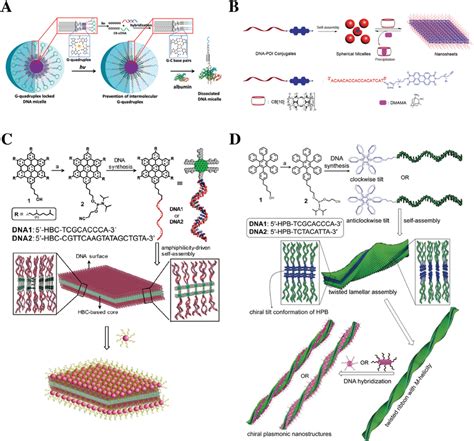 Self‐assembly Of Dna‐small Molecular Amphiphiles A The Download Scientific Diagram