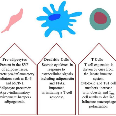 Major Cell Types Involved In Obesity Induced Inflammation And Insulin