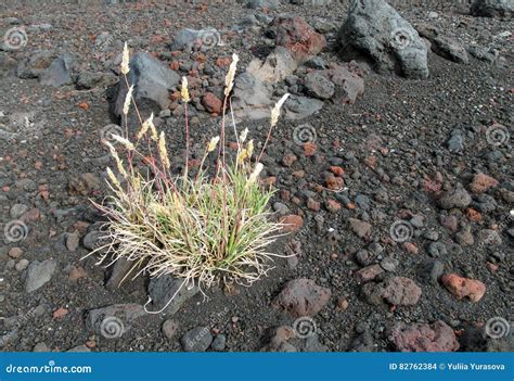 Plants Growing on Gray Volcanic Lava and Ash Soil Stock Photo - Image ...