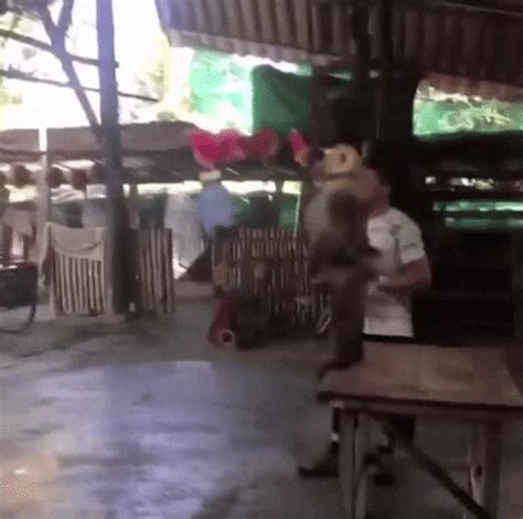 Monkey Basketball GIFs - Find & Share on GIPHY