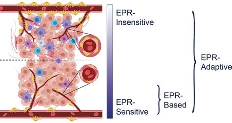 Improving Accessibility Of Epr Insensitive Tumor Phenotypes Using Epr