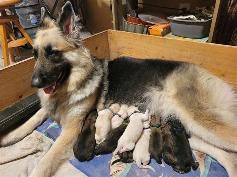 Southern Heritage German Shepherds - German Shepherd Dog Puppies For Sale In Angleton, TX - Born