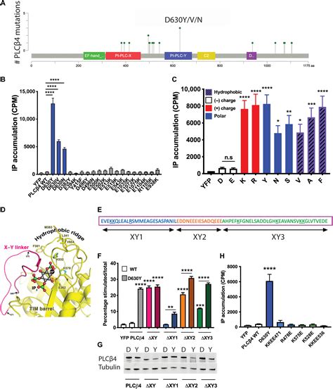 Uveal melanomaassociated mutations in PLCβ4 are constitutively