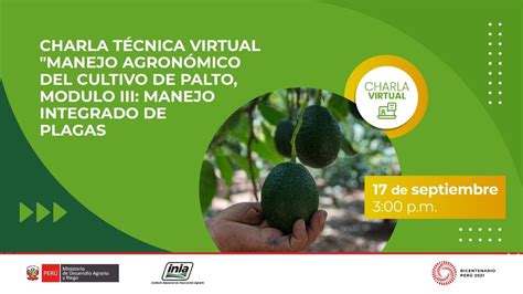 Manejo Agron Mico Del Cultivo De Palto Modulo Iii Manejo Integrado De