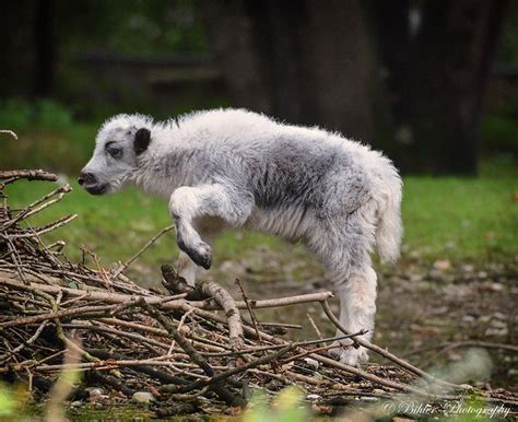 Yak Calf Debuts at Hellabrunn Zoo - ZooBorns