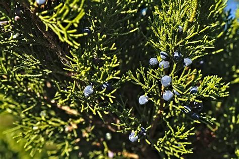 30+ Free Juniper Berries & Juniper Images