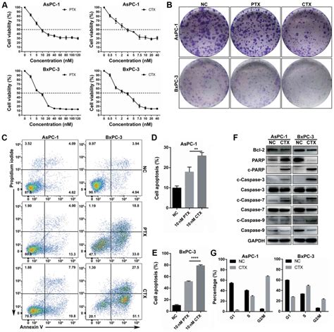 Inhibiting The Nf κb Pathway Enhances The Antitumor Effect Of