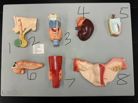 AP2 Lab Practical Exam 1 LABELING Endocrine Blood Heart Vessels