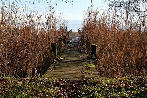 Steg Schilf Ufer Kostenloses Foto Auf Pixabay