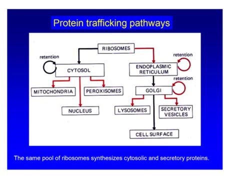 Microanatomy Cell Protein Trafficking Flashcards Quizlet