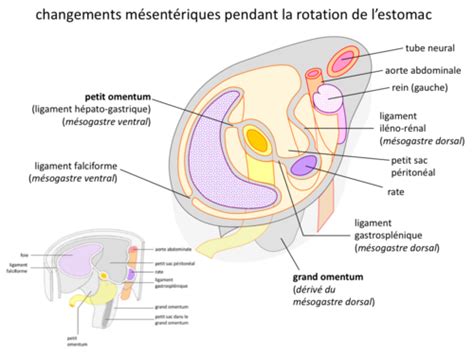 Embryologie Du Tube Digestif Cartes Quizlet