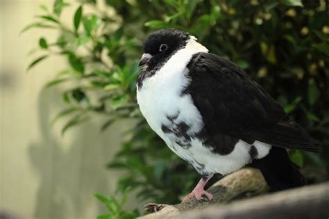 12 Most Bizarre Fancy Pigeon Breeds