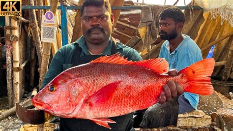 Kasimedu Speed Selvam Red Snapper Fish Cutting In Kasimedu K