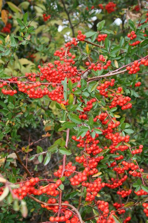 Ognik Szkar Atny Red Column Pyracantha Coccinea Red Column