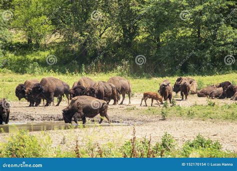 Bison Roaming On The Open Range Stock Photo Image Of Group Mammal