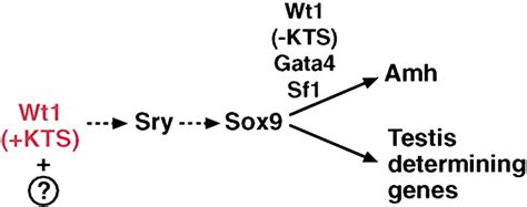 Life Sex And Wt1 Isoforms— Three Amino Acids Can Make All The Difference Cell