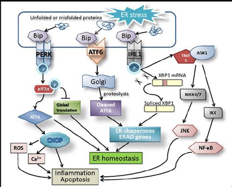 Er Stress Driven Upr Signal Pathways In Inflammation And Apoptosis