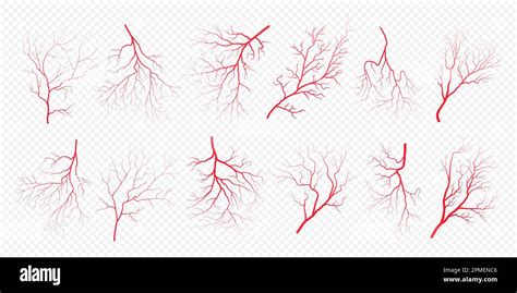 Human Eye Blood Veins Vessels Silhouettes Vector Illustration Set