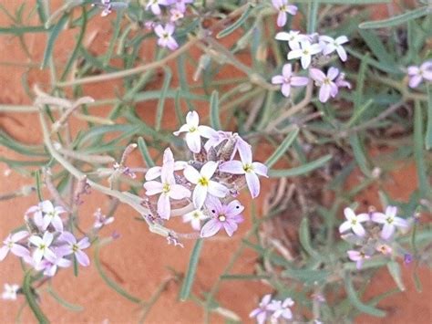 غريراء يوجد صورة لكمية البذور eremobium aegyptiacum بذور صحارينا