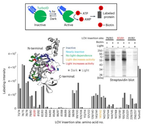 Nature Methods On Twitter Out Today From The Ting Lab A Paper