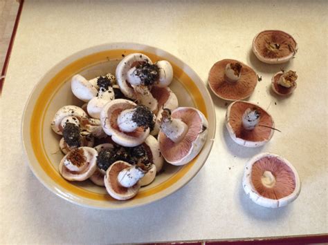 Agaricus Campestris The Pink Gilled Button Mushroom From The Yard In