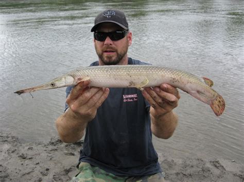 Gar Shortnose Dr Flathead