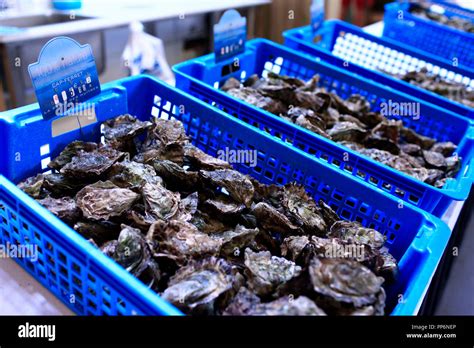 Oysters on a fish stall, oysters from the Arcachon Bay Stock Photo - Alamy