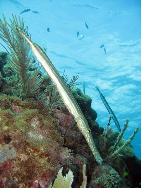 Trumpetfish | Project Noah