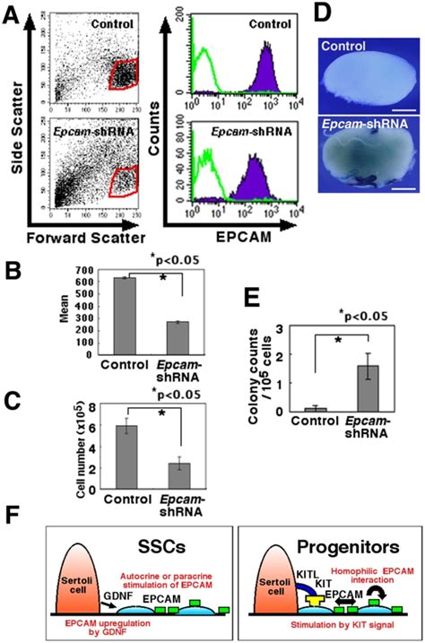 A Flow Cytometric Profile Of ROSA GS Cells 2 Days After Transduction