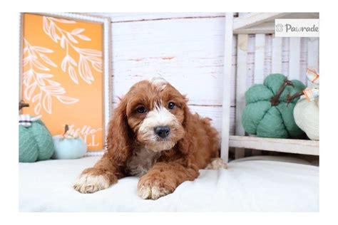 Beauford Cavapoo Puppy 5AA730 Pawrade