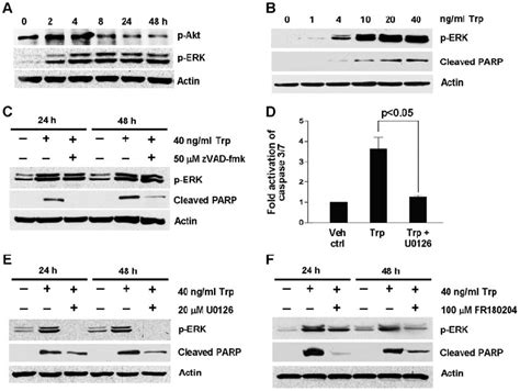 Triptolide Induced Caspase Activation Acts Downstream Of Erk