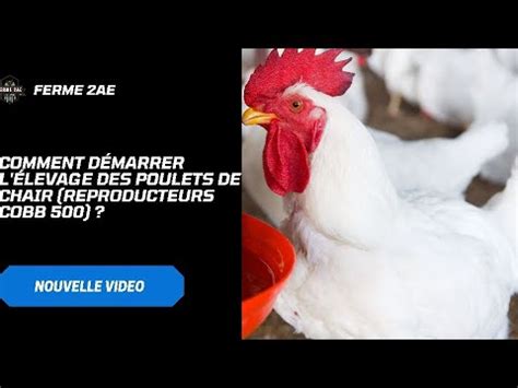 Comment D Marrer L Levage Des Reproducteurs Poulet De Chair Cobb