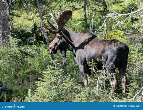 Shiras Moose In The Rocky Mountains Of Colorado Stock Photo Image Of