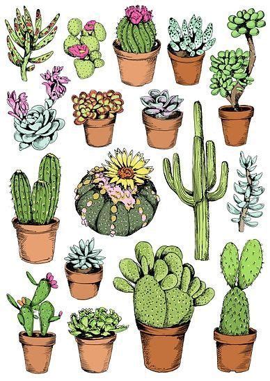 Succulent Plants Drawing Types Of Succulent Plant