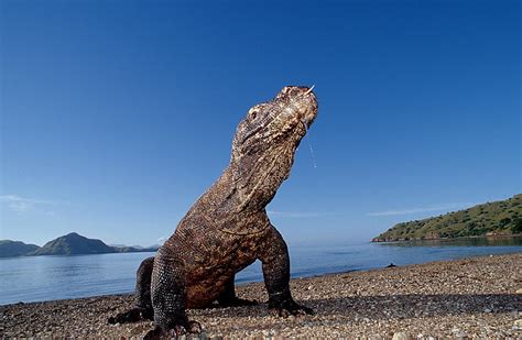 Komodo 1080P, 2K, 4K, 5K HD wallpapers free download | Wallpaper Flare