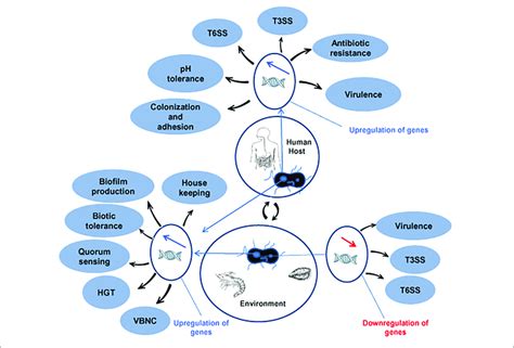 Up And Downregulated In Genes In V Parahaemolyticus For Adaptation